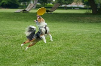 mejores frisbees para perros