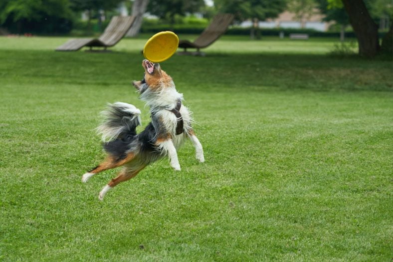 Afuly Frisbee para Perros Indestructible Soft Safe TPR Interactivo Disco Volador Juguetes para masticadores agresivos Grandes medianos pequeños 