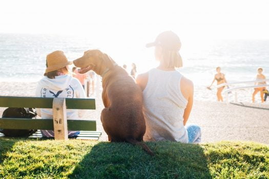 8 consejos para mantener fresco a tu perro en verano
