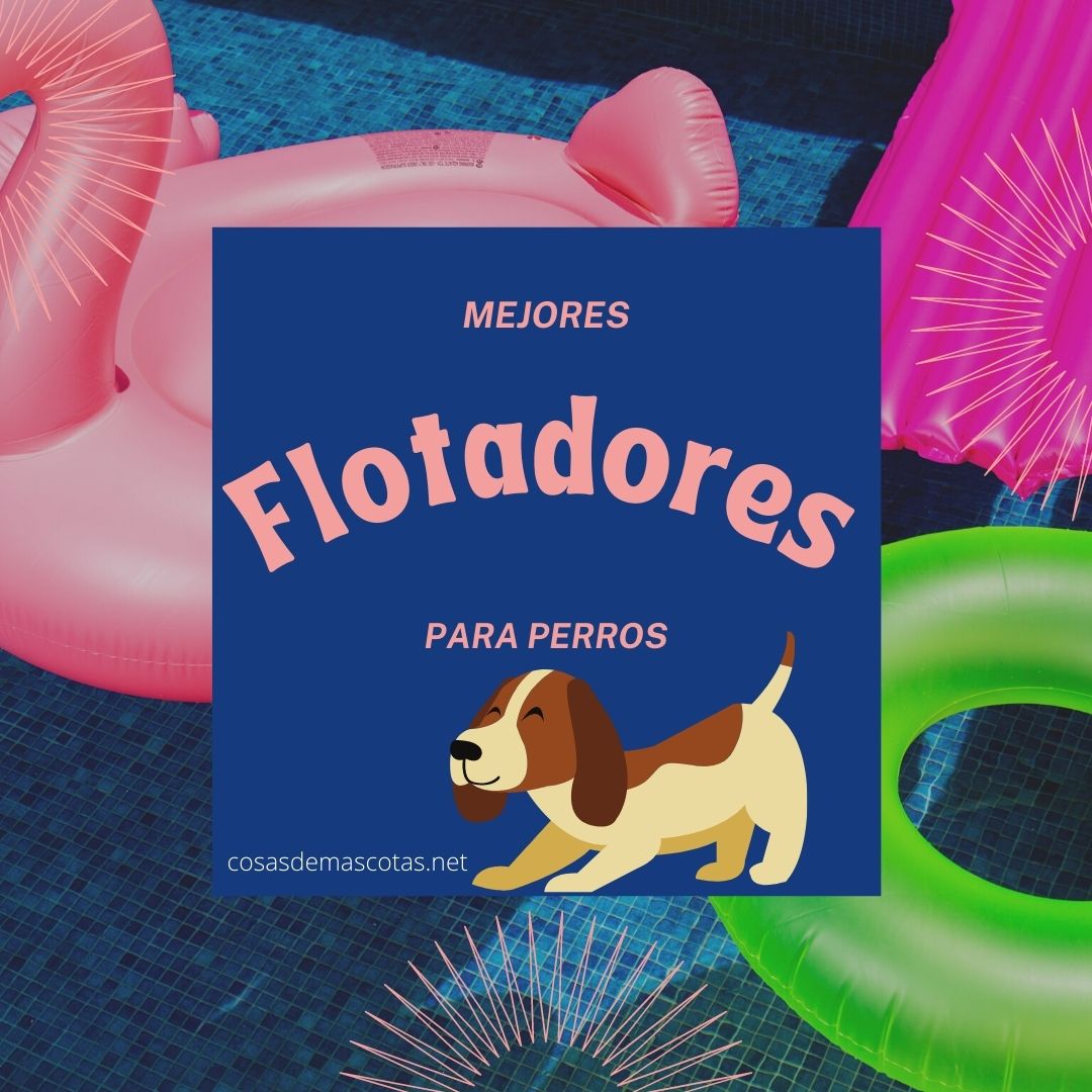 Los mejores flotadores para perros para la piscina [year] (análisis) 4