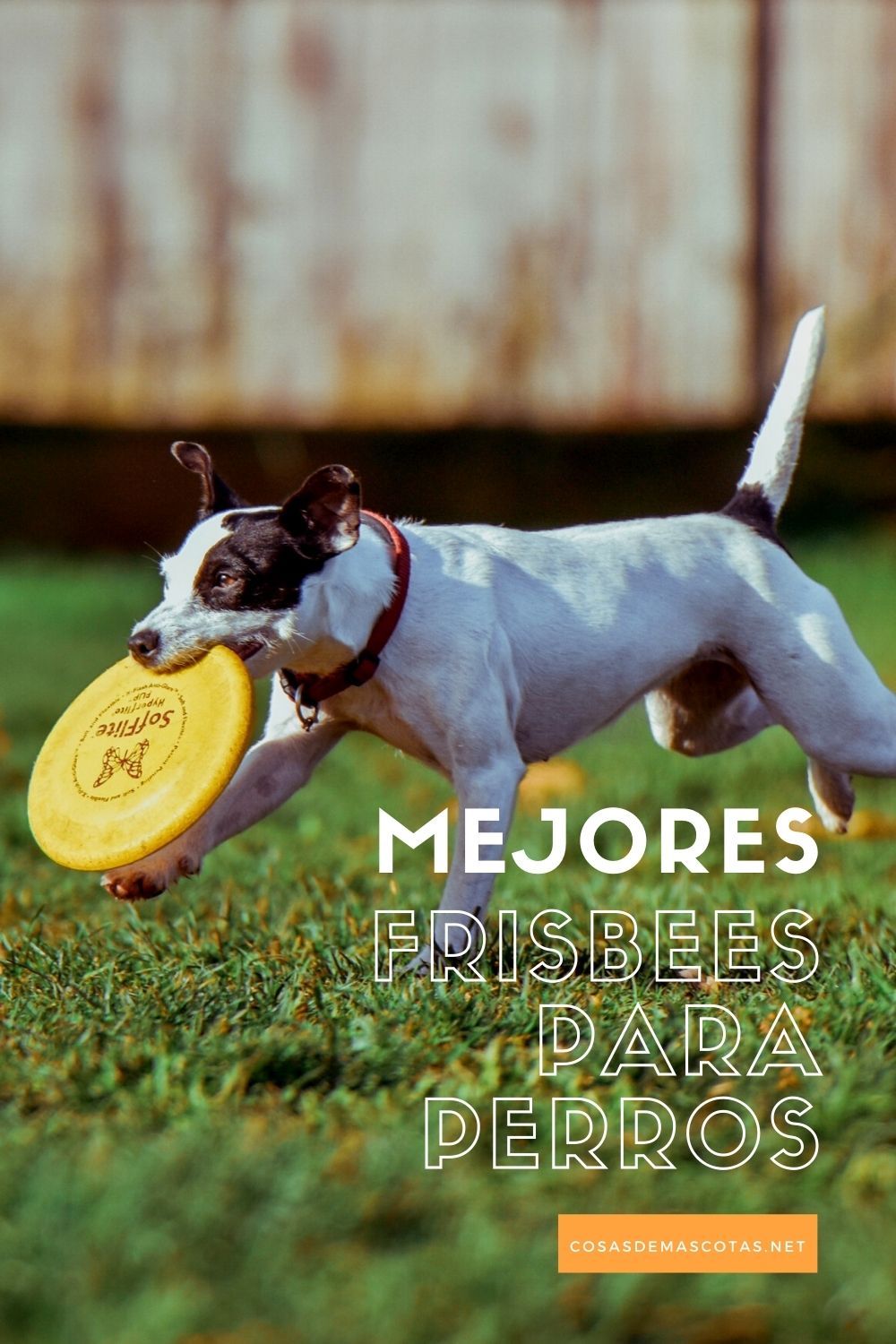 Los mejores frisbees para perros [year] (análisis) 3