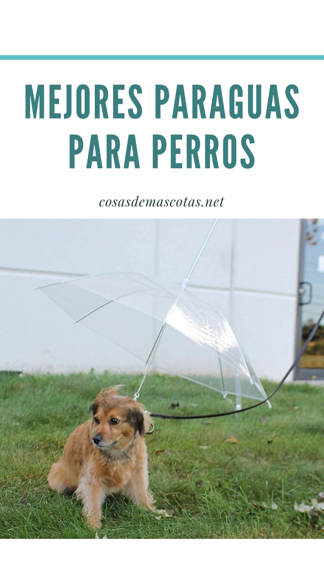Los mejores paraguas para perros [year] (análisis) 4