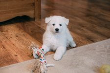 Juguetes DIY para perros