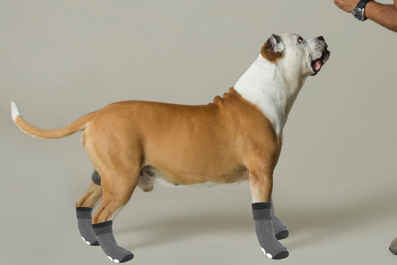 mejores calcetines para perros
