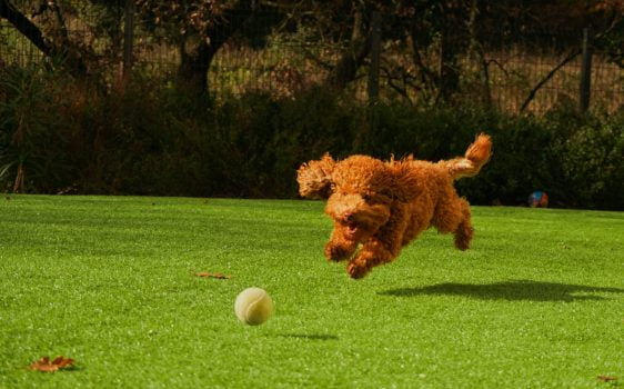 ¿Por qué a los perros les gustan las pelotas?