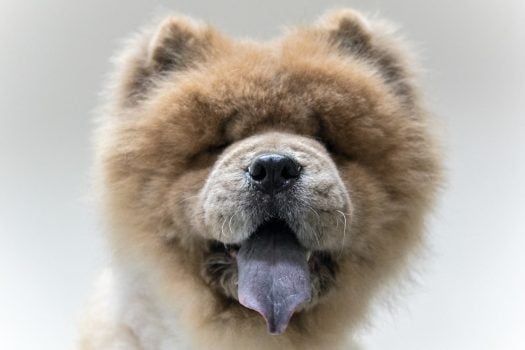 ¿Por qué los chow chows tienen lengua azul?
