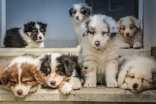 ¿Cuáles son los mayores mitos sobre los perros?