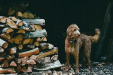 brown long coat small dog on brown tree log