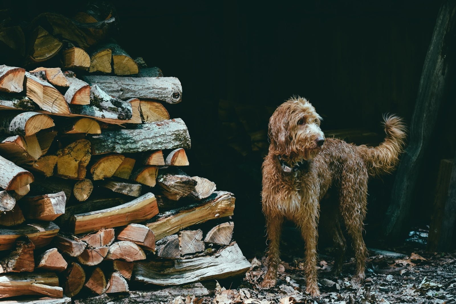 brown long coat small dog on brown tree log