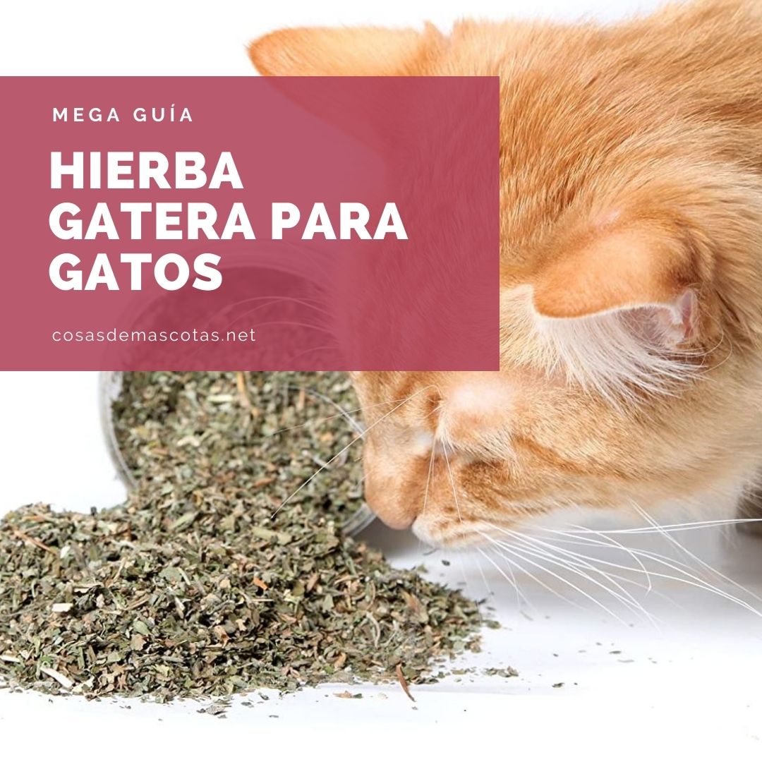 Hierba gatera para gatos: guía definitiva con las mejores [year] (Catnip) 4