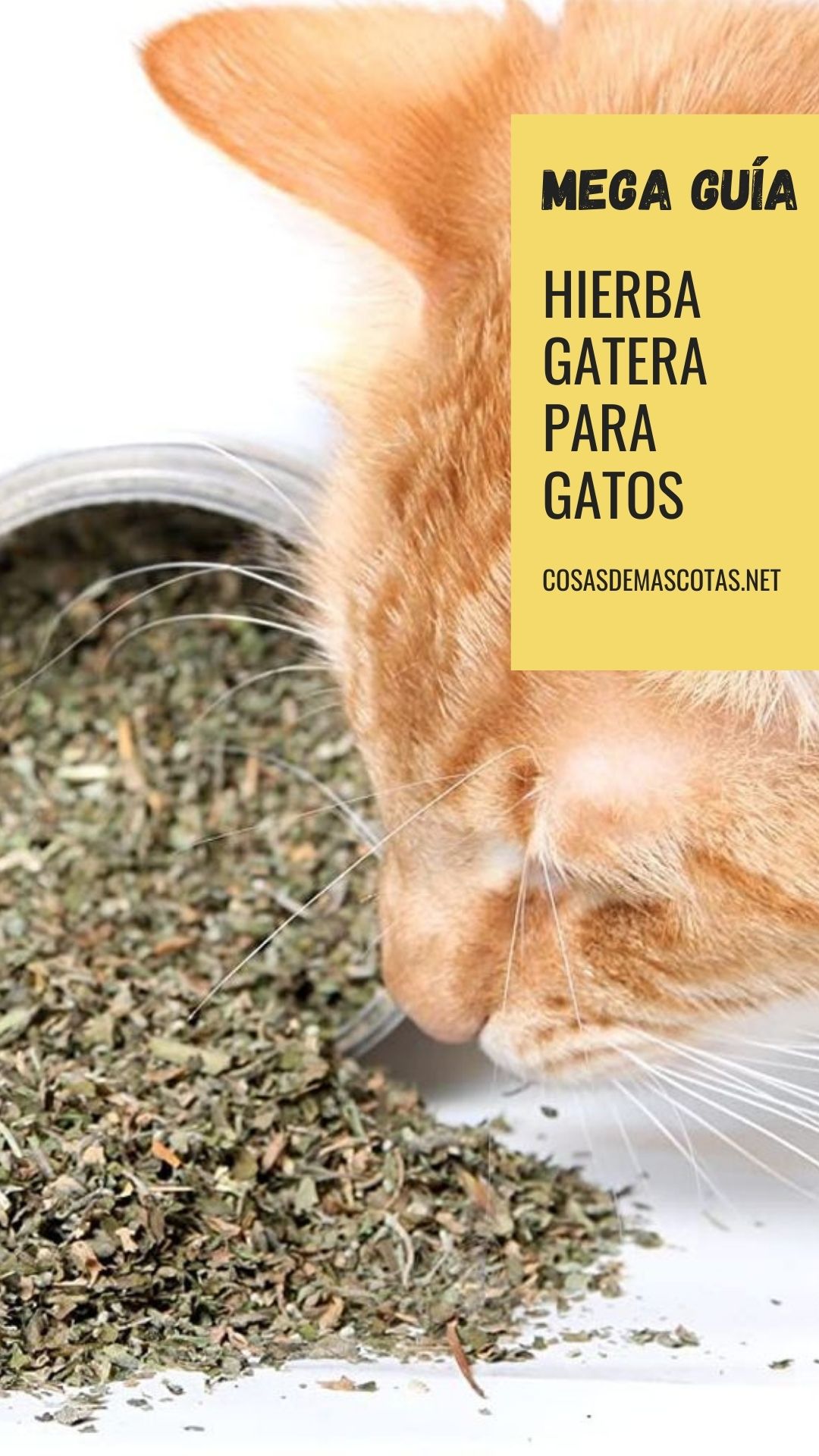 Hierba gatera para gatos: guía definitiva con las mejores [year] (Catnip) 3