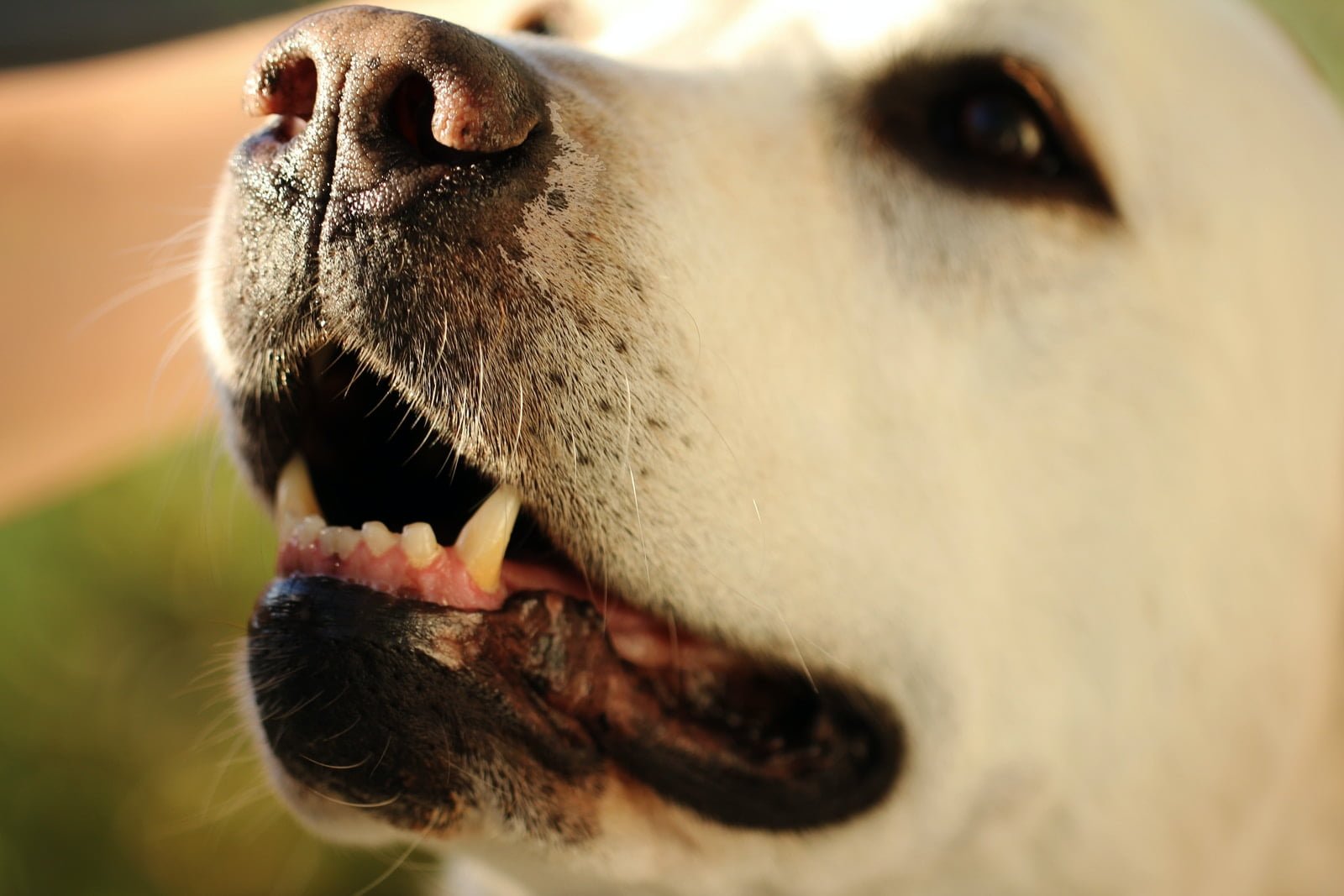 close-up photo of white dog