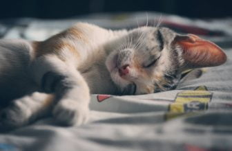 5 fascinantes datos sobre los gatos polidáctilos