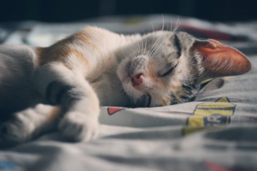 5 fascinantes datos sobre los gatos polidáctilos