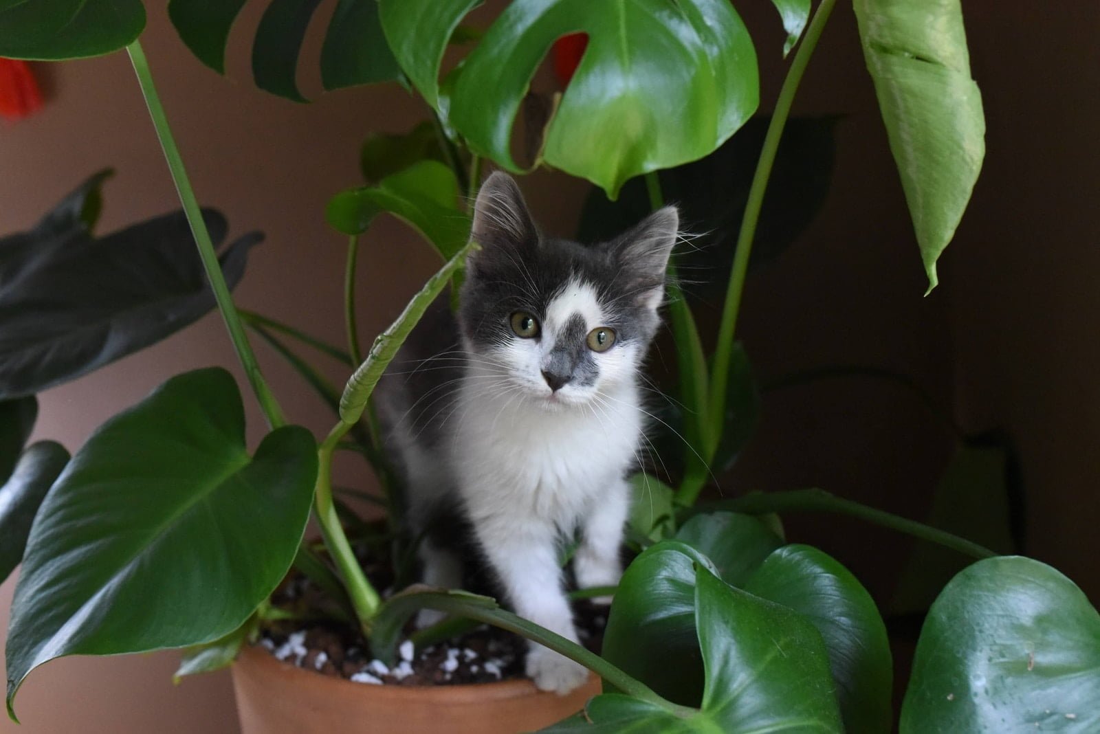 Cómo mantener a los gatos alejados de las plantas