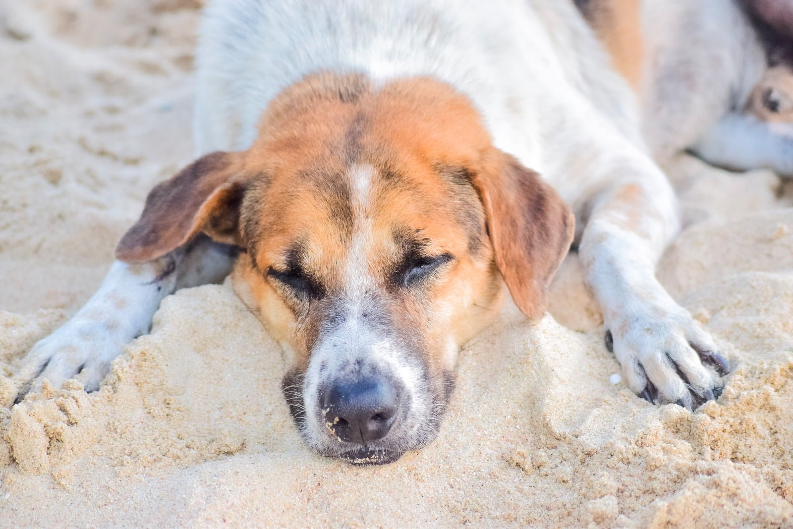 Quemaduras solares en perros: ¿Pueden los perros quemarse con el sol?