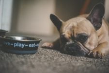 ¿Con qué frecuencia debes limpiar el cuenco de tu perro?