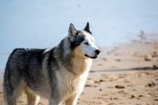 ¿Les gusta nadar a los Huskies?