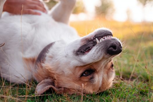 ¿Por qué a los perros les gustan los masajes en el vientre?