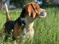 Perros Beagles