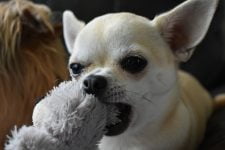juegos divertidos y fáciles para cachorros