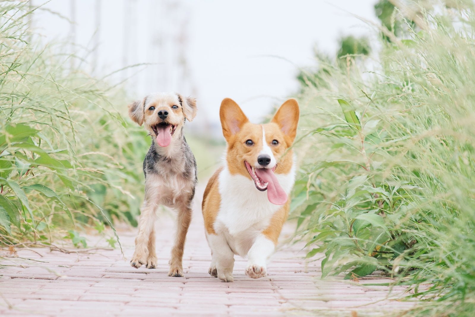 increíbles consejos para pasear al perro - Amazing Dog Walking Tips