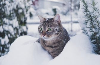 Consejos para mantener a un gato caliente
