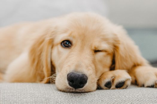 Por qué los perros guiñan un ojo?