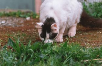 ¿Por qué los gatos comen hierba? ¿Qué significa? ¿es saludable?