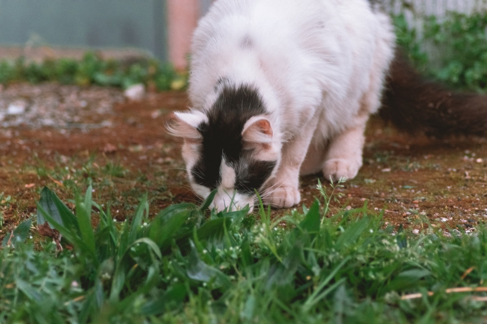 ¿Por qué los gatos comen hierba? ¿Qué significa? ¿es saludable? 1 ¿Por qué los gatos comen hierba? ¿Qué significa? ¿es saludable?