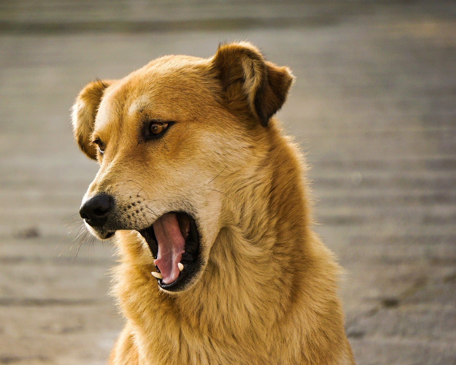 ¿Por qué los perros gruñen y qué significa el gruñido de los perros? 1