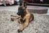Belga malinois