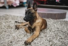 Belga malinois