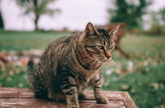 ¿Los gatos son territoriales?