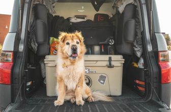 consejos para hacer un viaje por carretera con tu perro