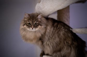 Gato siberiano: información, características y datos de la raza