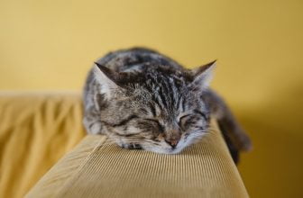 ¿Qué es un gato Moggy?