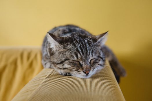¿Qué es un gato Moggy?