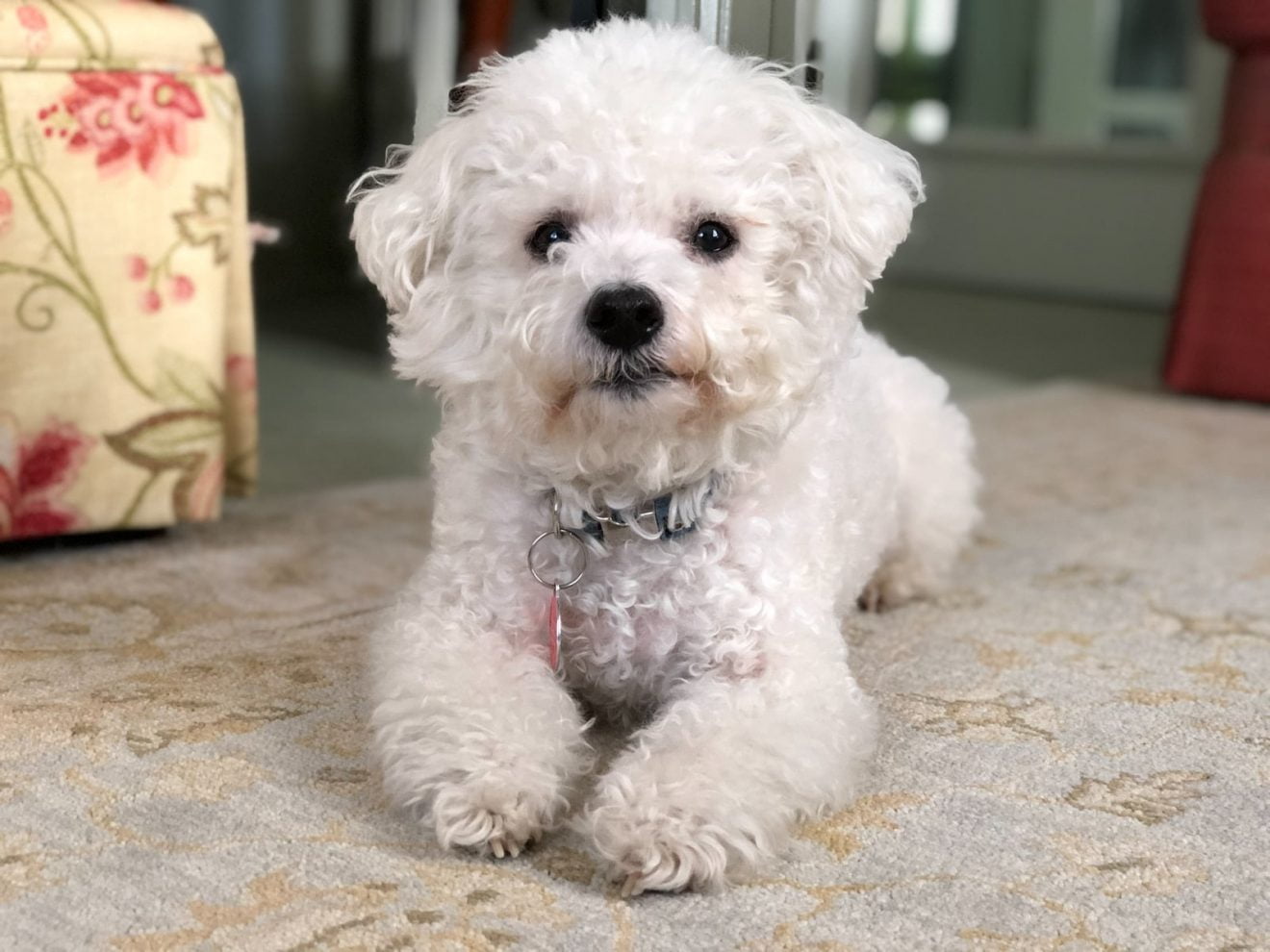 Bichon Frise Información, Características Y Datos De La Raza