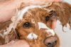 champús para cachorros