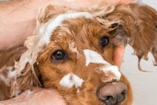 champús para cachorros