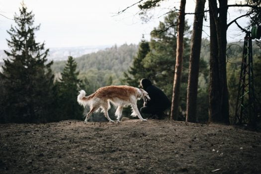 Borzoi: Información y características de la raza de perro
