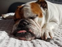 Bulldog inglés: información, características y hechos de la raza