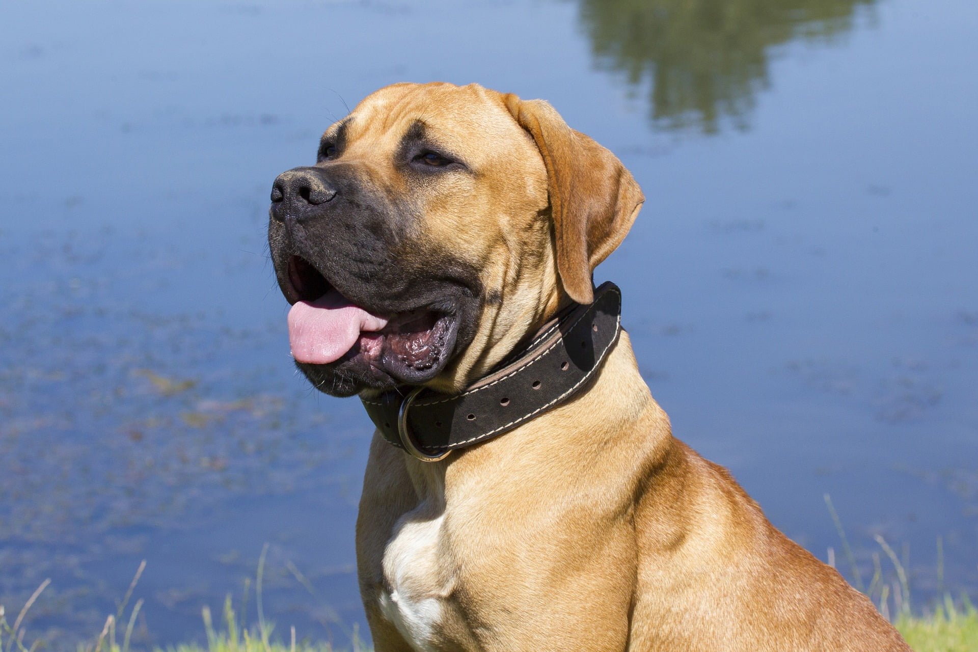 Boerboel: Datos y temperamento de la raza de perro 1