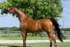 Caballo árabe