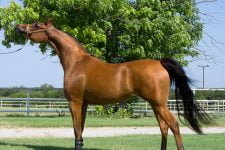 Caballo árabe