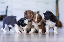 ¿Cuándo abren los ojos los cachorros después del nacimiento?