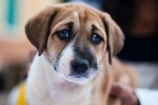 ¿Debo preocuparme si mi perro tiene diarrea con sangre?