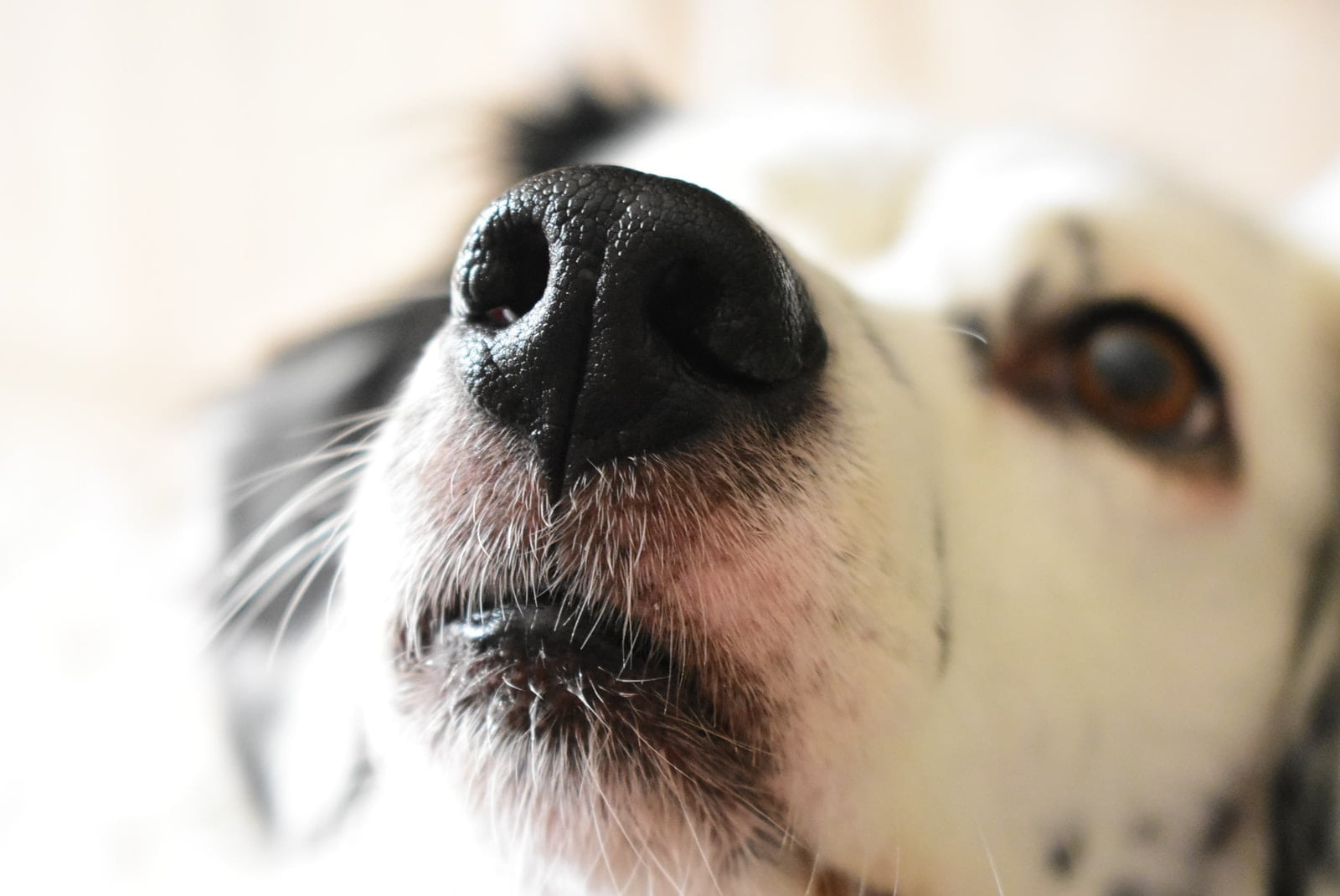 ¿Por qué mi perro tiene la nariz seca? Todo lo que necesitas saber