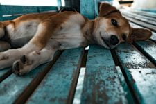 ¿Los perros machos tienen pezones? Todo lo que necesitas saber